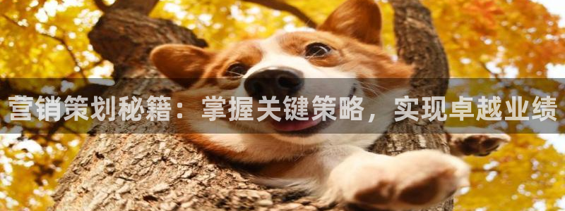 必赢下载安卓版最新版：营销策划